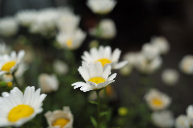 L1000666.jpg