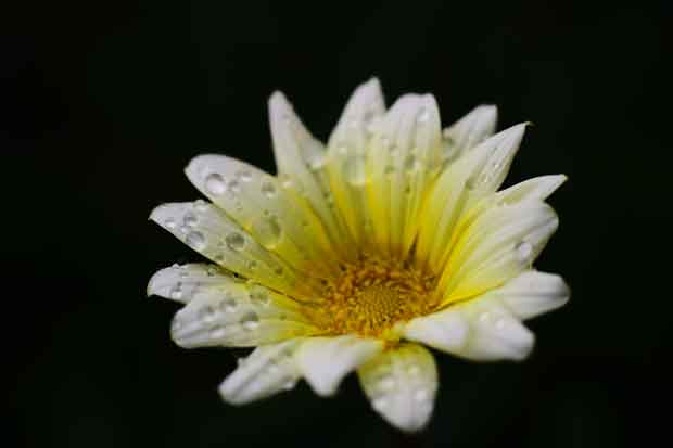 L1000895.jpg