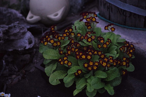 L1001473.jpg