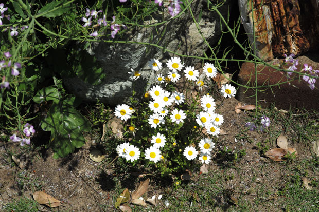 L1001683.jpg