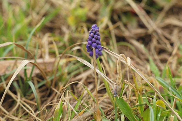 L1002320.jpg