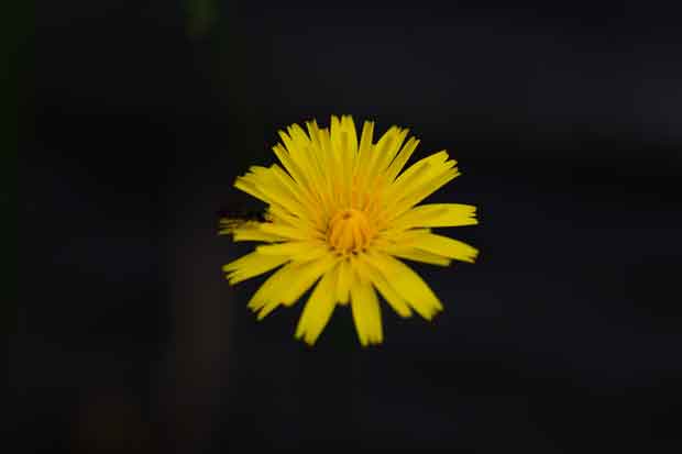 L1003442.jpg