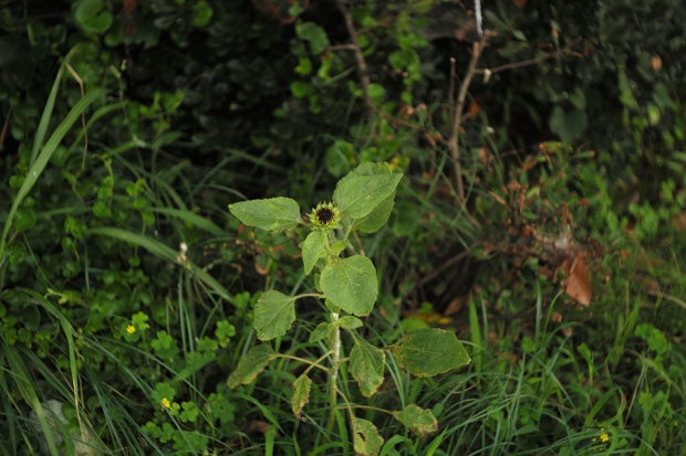 L1005326.jpg