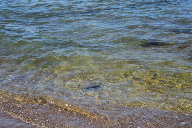 L1013767.jpg